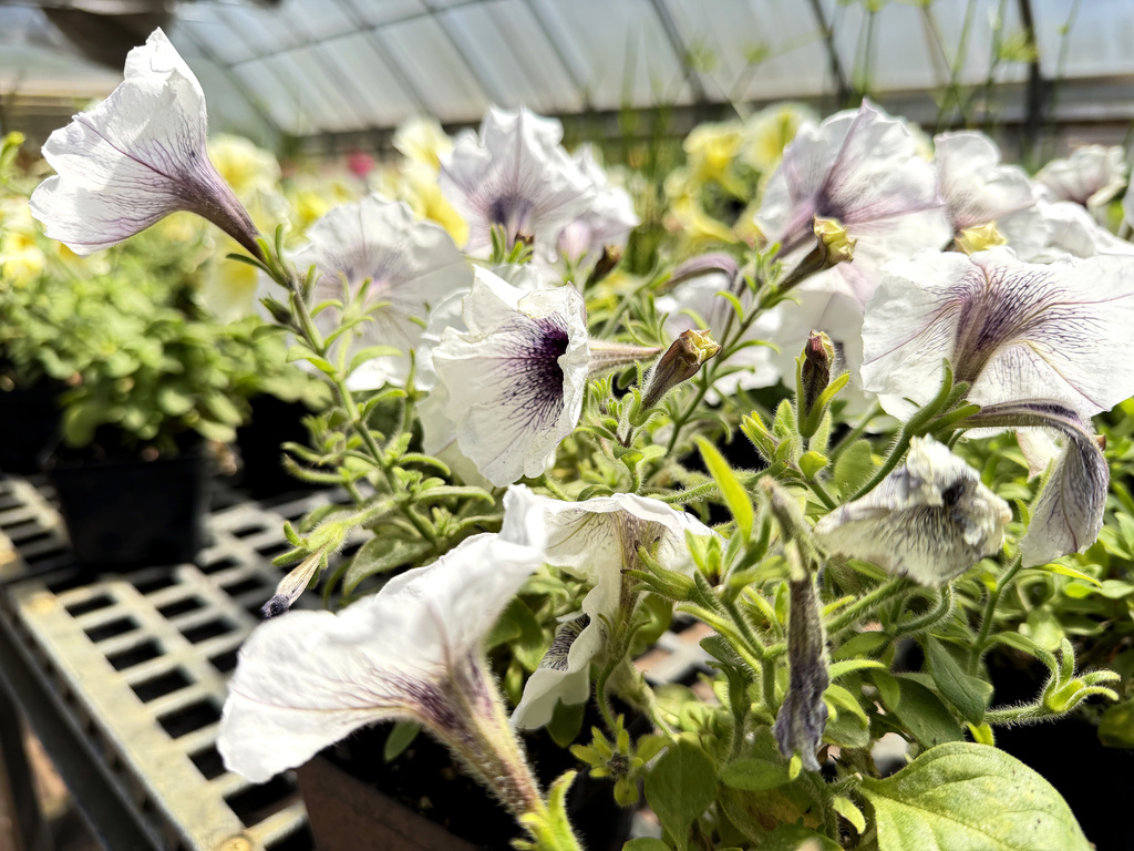 image of flowers in a greenhouse