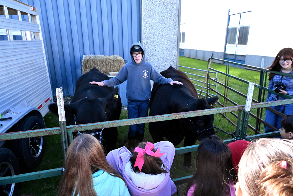 a young lad showing off two cows to a group of kids