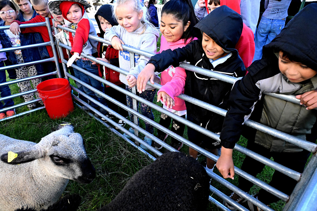 kids petting sheep at a petting zoo