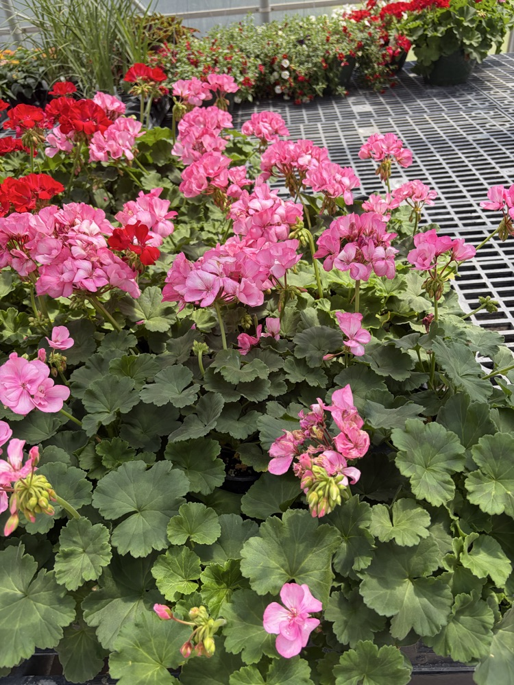 plant