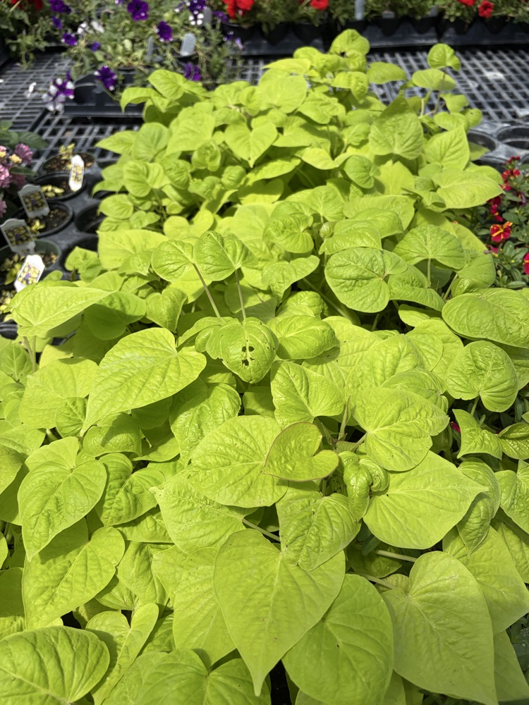 plant