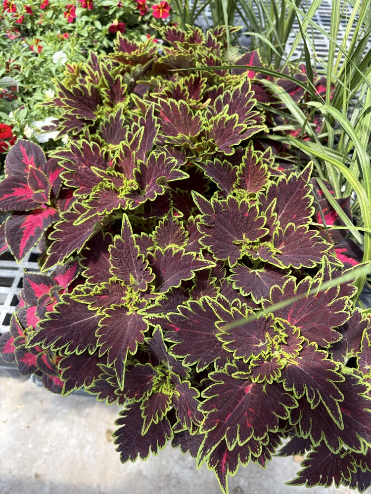 plant