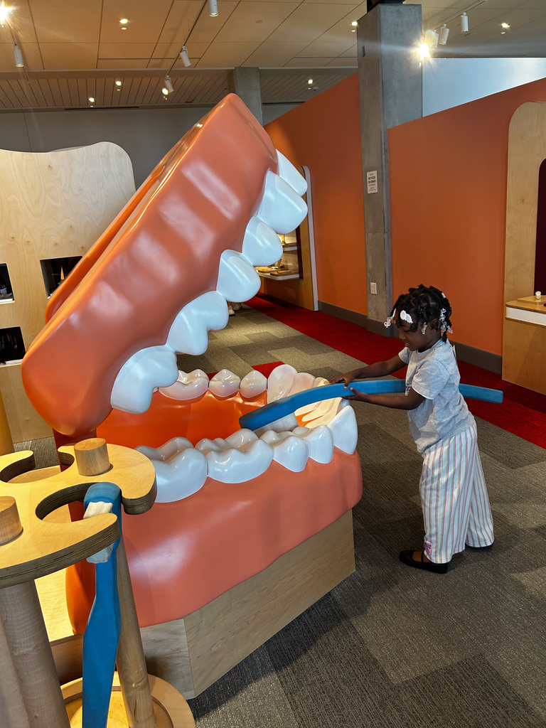 Student brushing a large set of teeth at an exhibit