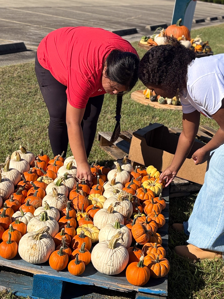two students leaning over arranging pumpkins at pumpkin patch