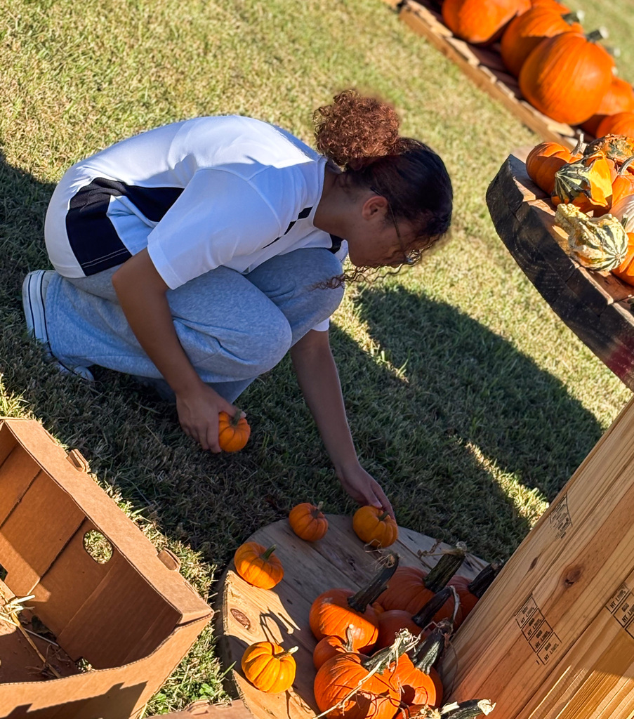 one student leaning over arranging pumpkins at pumpkin patch