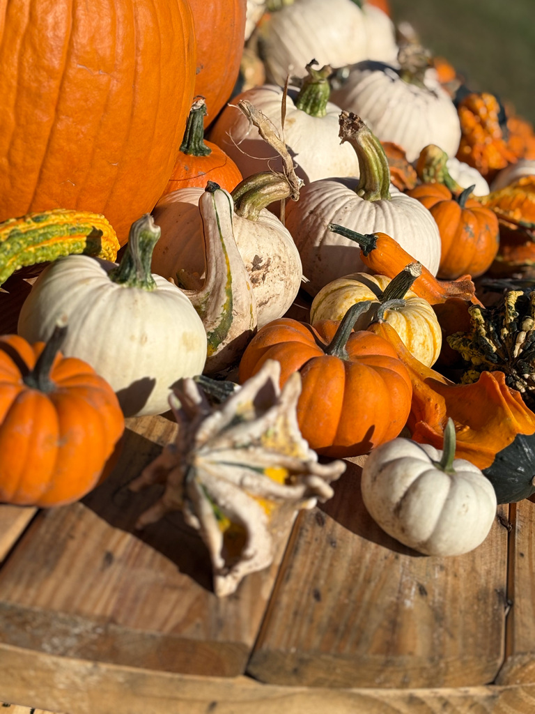 an artistic shot of a pumpkin arrangment