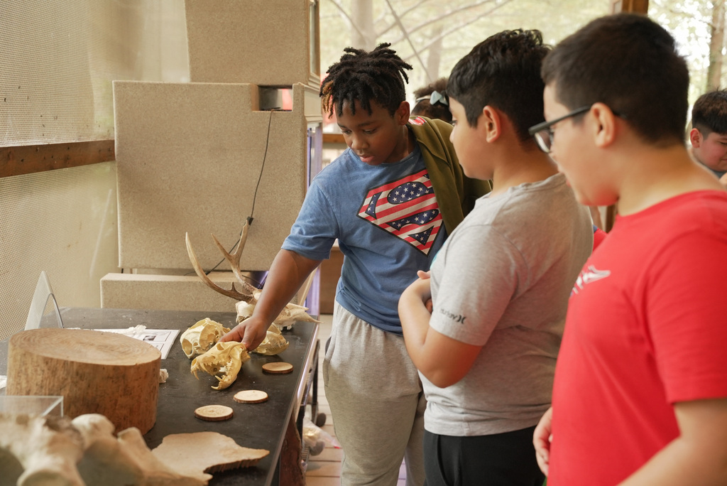 student touch an animal skull
