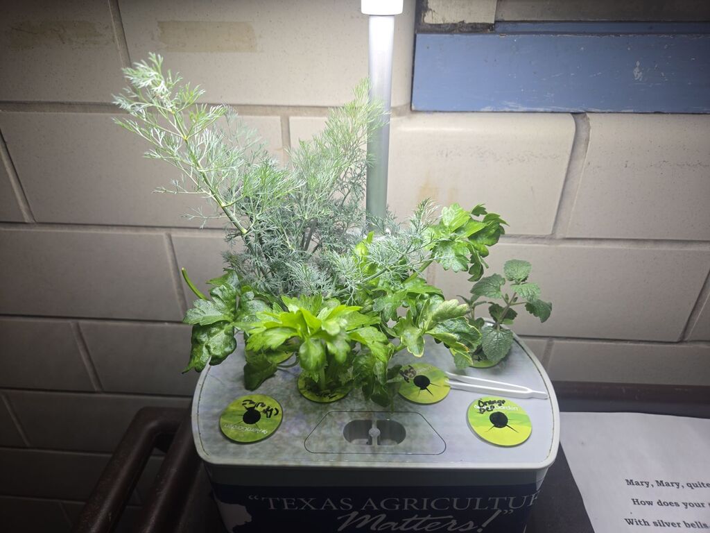Aerogarden filled with dill, parsley, and mint