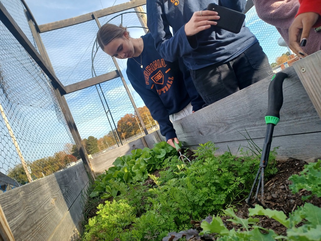 students tending their greens