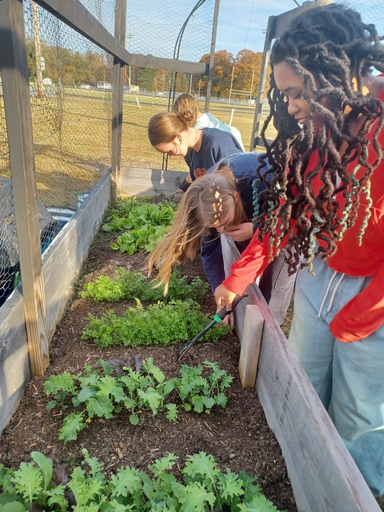 Students tending their greens