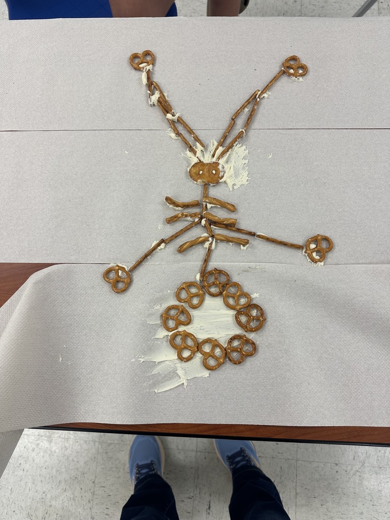 Pretzel skeleton