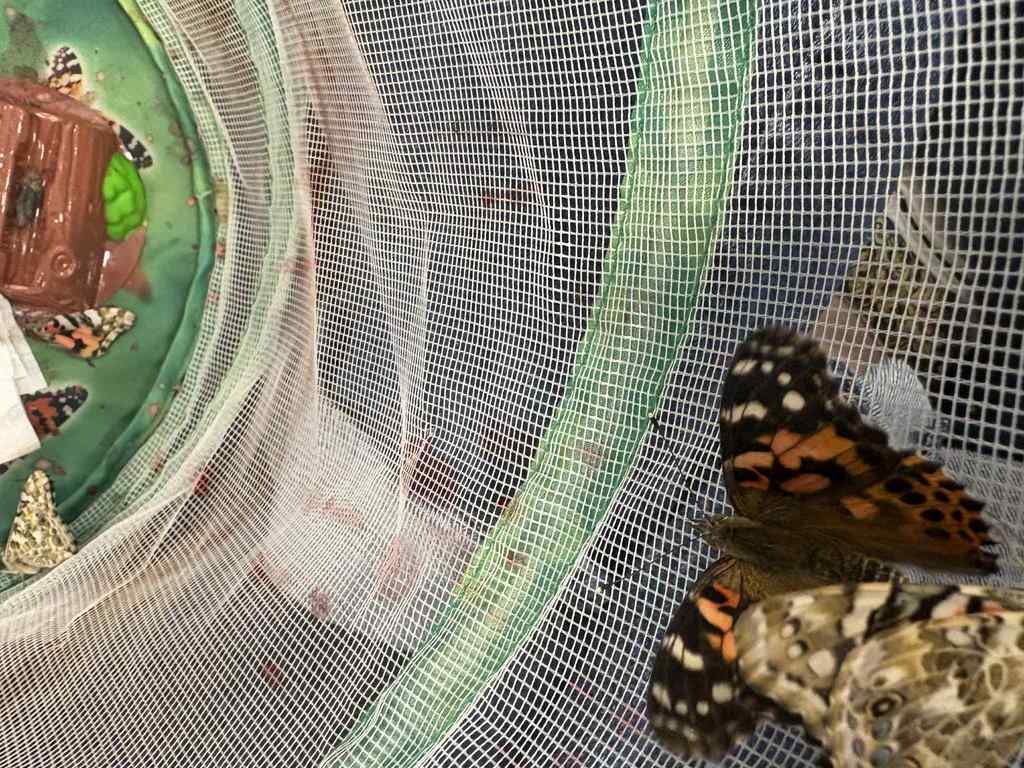 A Butterfly's Life!