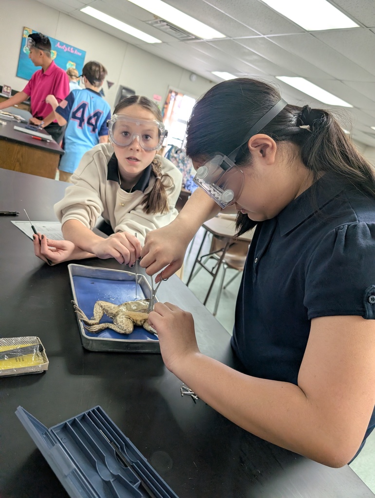 7th Grade students dissecting frogs