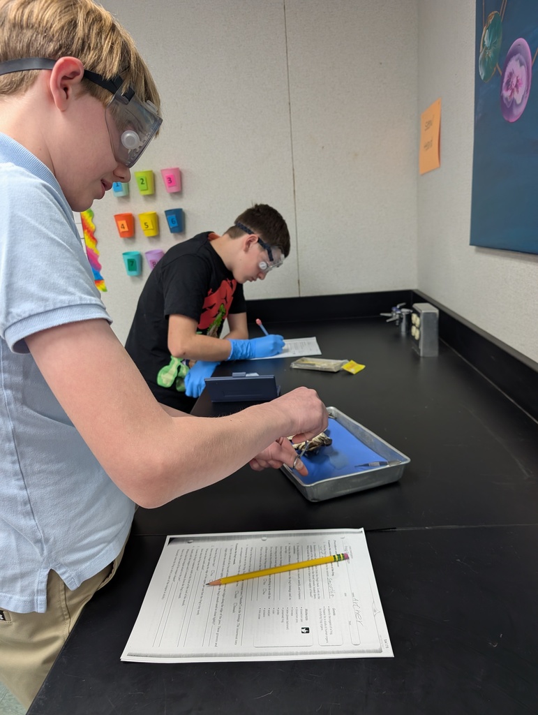 7th Grade students dissecting frogs