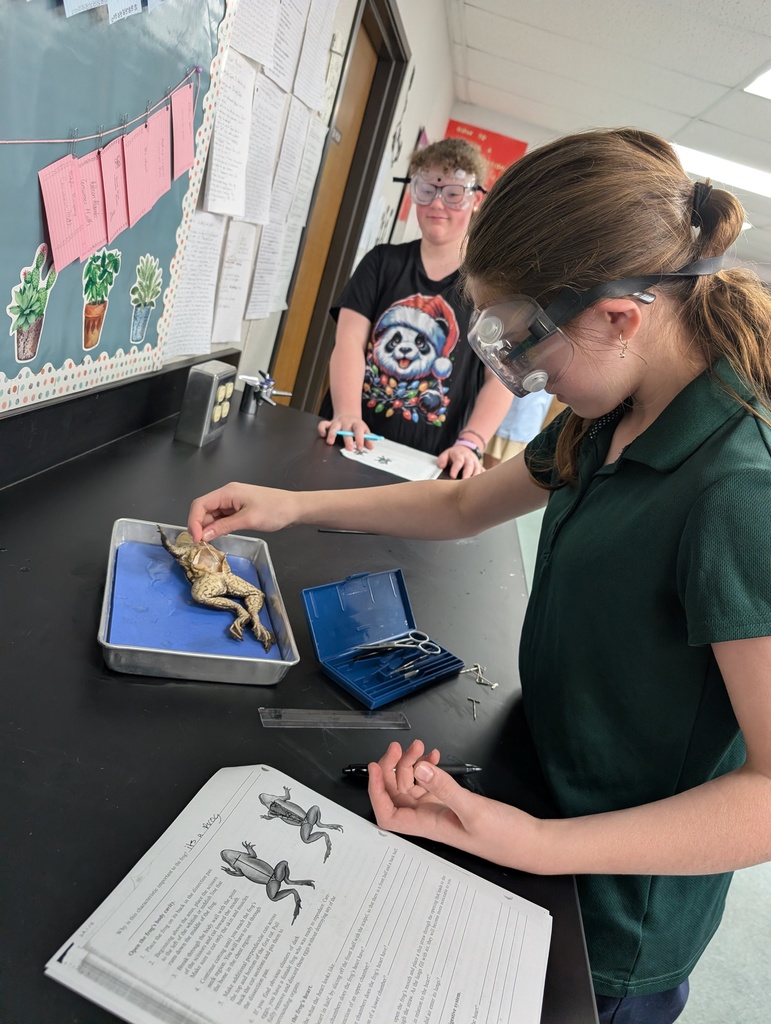 7th Grade students dissecting frogs