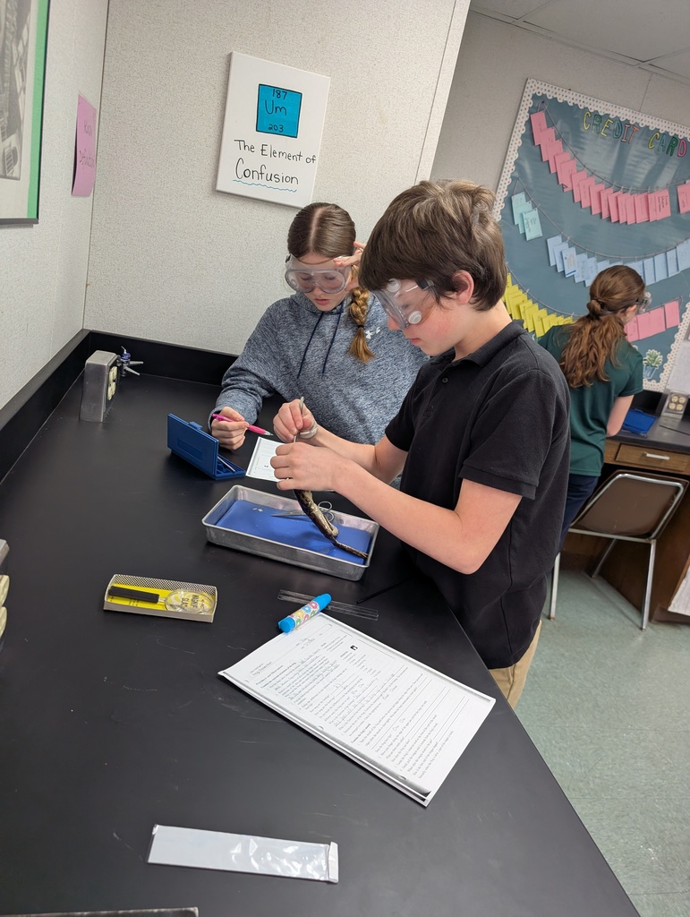 7th Grade students dissecting frogs