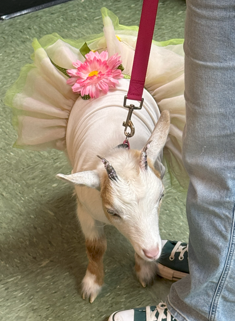 G is for goat!
