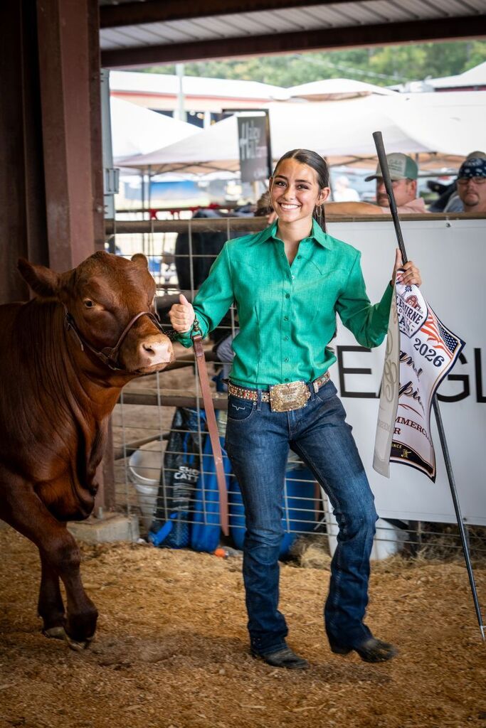 Lacy Tutor's Grand Champion American Commercial Heifer