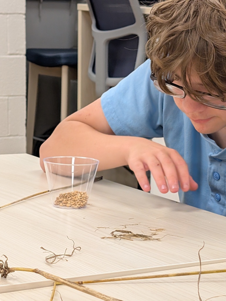 A male camp participant wearing a blue-colored polo and glasses looks down closely at a clear cup with light, brown-colored seeds inside of the cup.