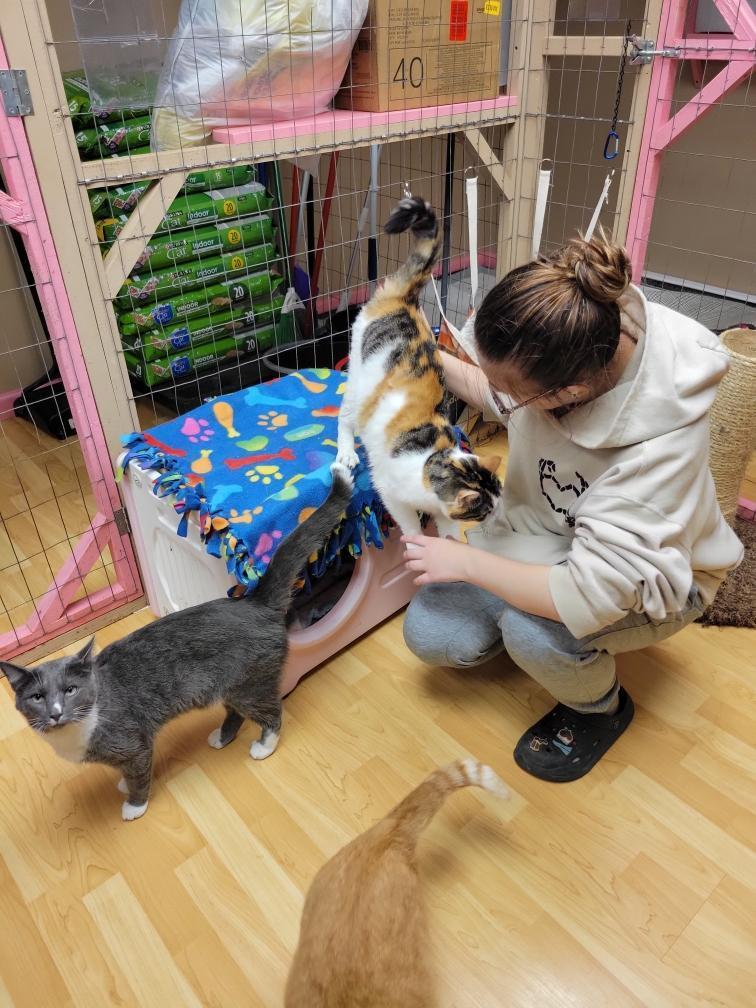 A female wearing glasses pets a cat.