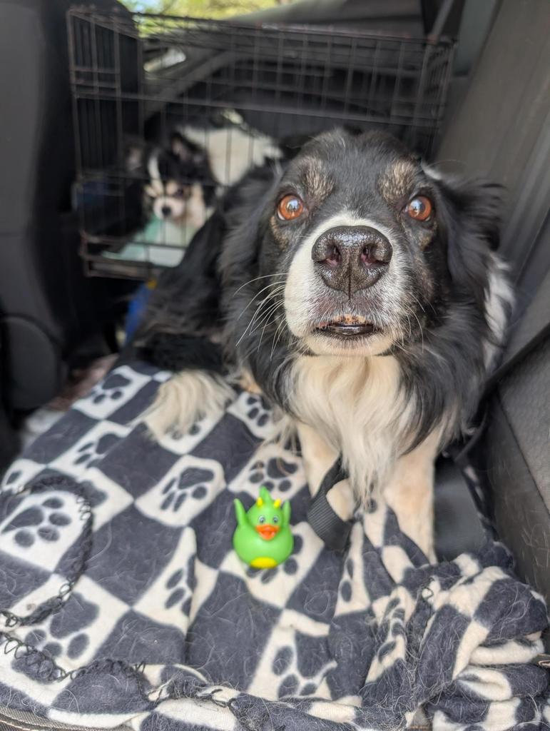 A black and white dog sits on the backseat of a car with a rubber duck sitting to the left-side of the dog.