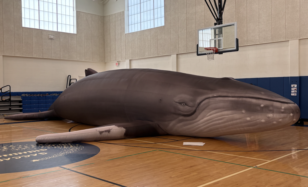 Inflatable Whale