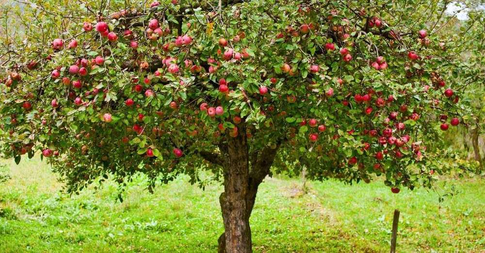 Apples!