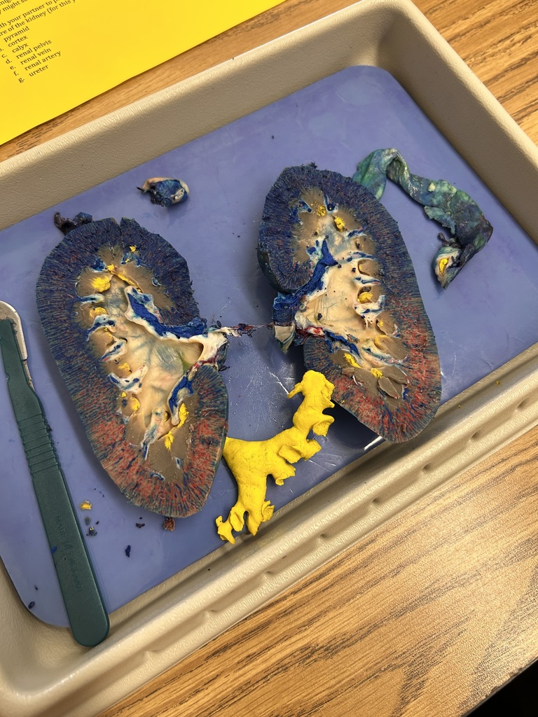 Dissected Pig's Kidney