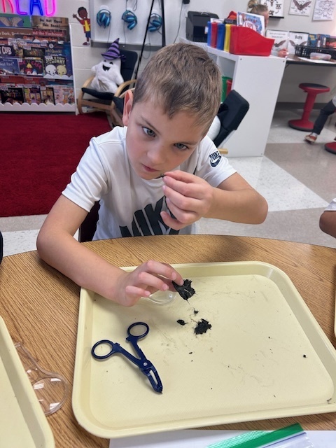 A young student sits at a classroom table examining a small black object on a tray using a clear magnifying lens. A pair of blue plastic tweezers rests on the tray beside the materials.