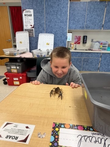 Student leans forward with curiosity while observing a crayfish up close on the desk.