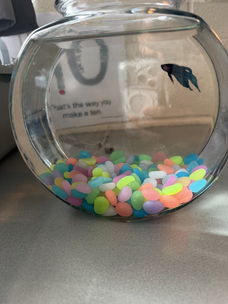 Blue betta fish swims in a fishbowl filled with colorful, pastel stones.