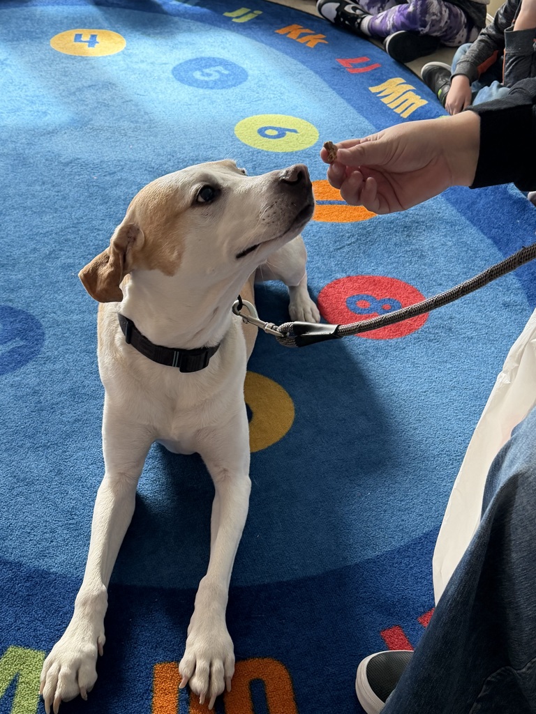 Dog sits on a classroom rug looking up at a person holding a treat.