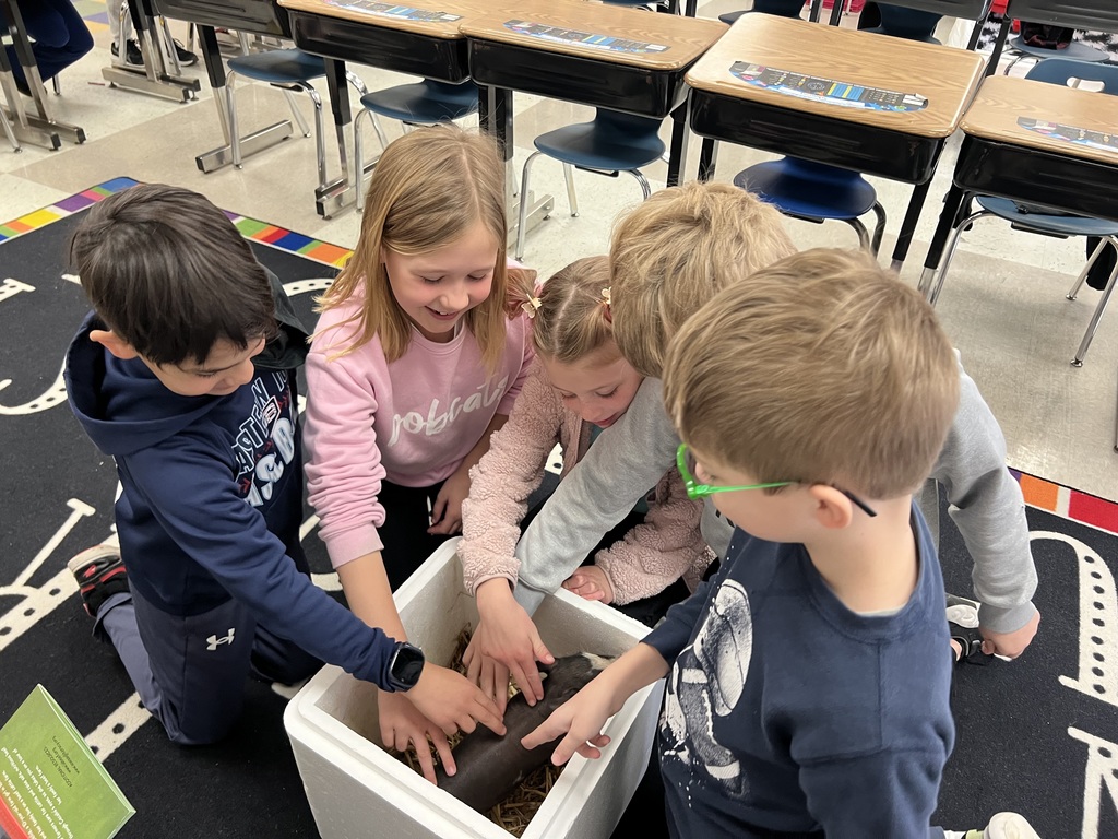 Five students gather around a bin, gently touching and observing a small pig during a classroom visit.
