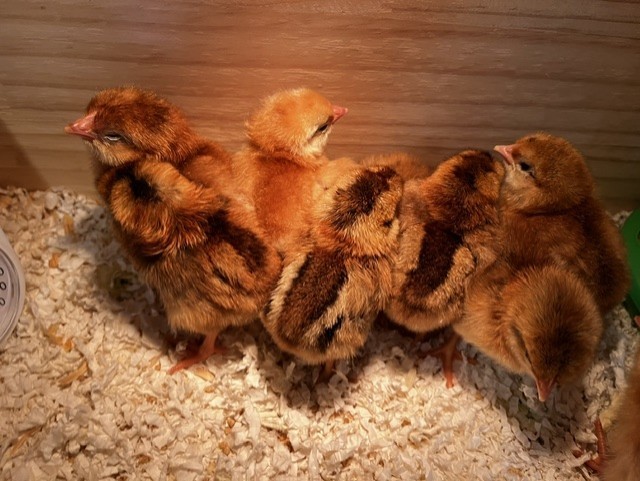 Mrs. Bahl's baby chicks