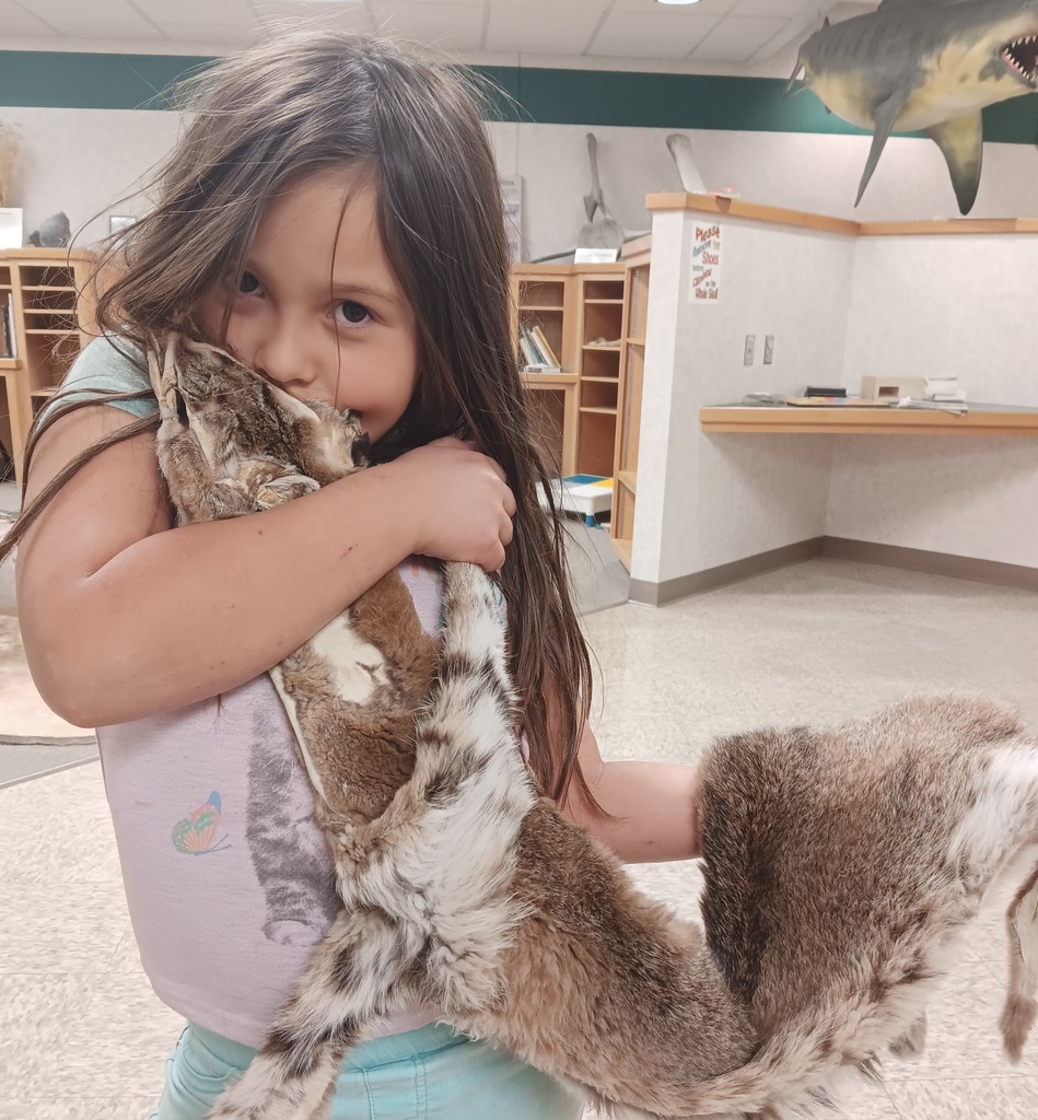 Bobcat pelt