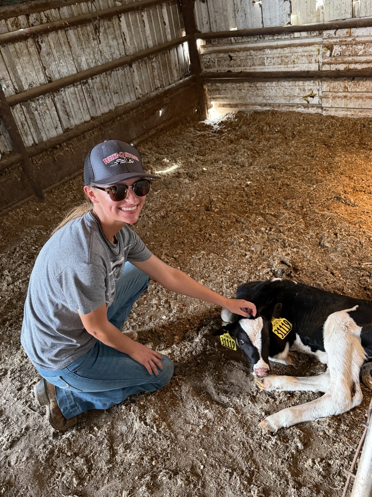 A Western Texas College student smiles while petting a black-and-white calf inside a barn.