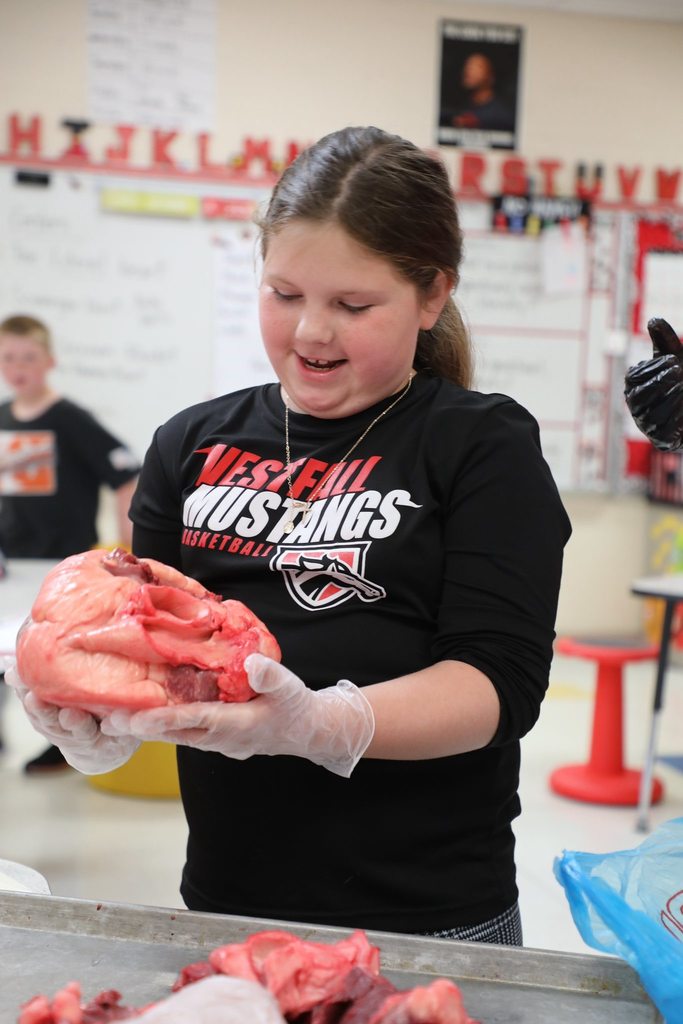 Student holding bovine heart