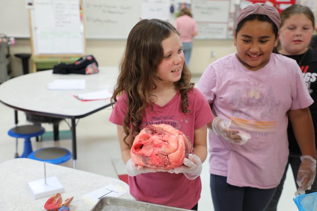 Student holding bovine heart