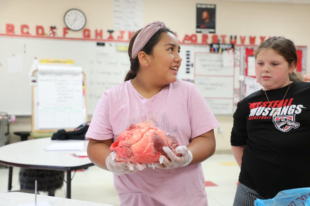 Student holding bovine heart