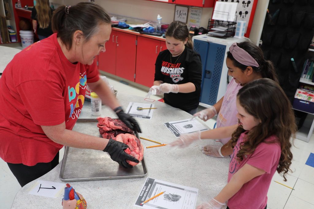 Teacher presenting bovine heart to students