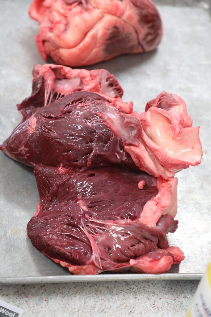 bovine heart on tray