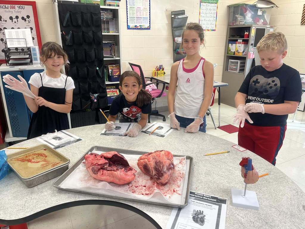 Students sitting at desk with two bovine hearts sitting on a tray 