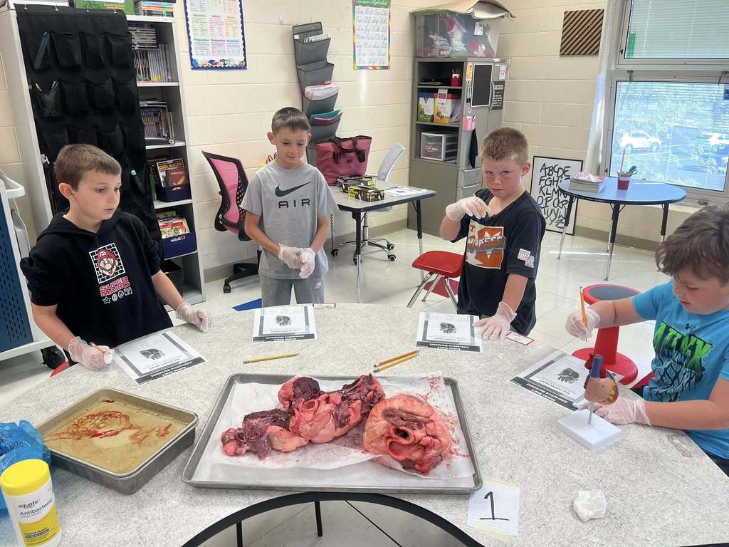 Students sitting at desk with two bovine hearts sitting on a tray 