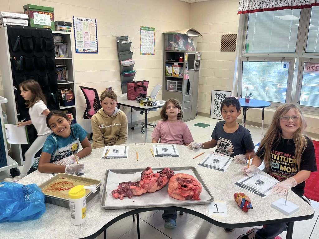 Students sitting at desk with two bovine hearts sitting on a tray 