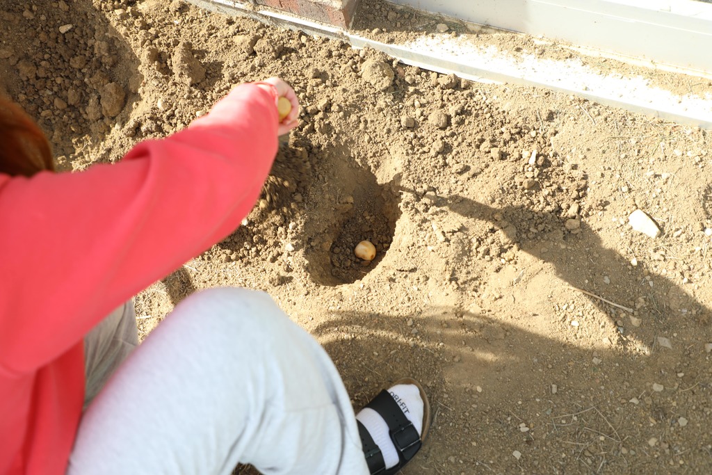 Student planting tulips bulbs