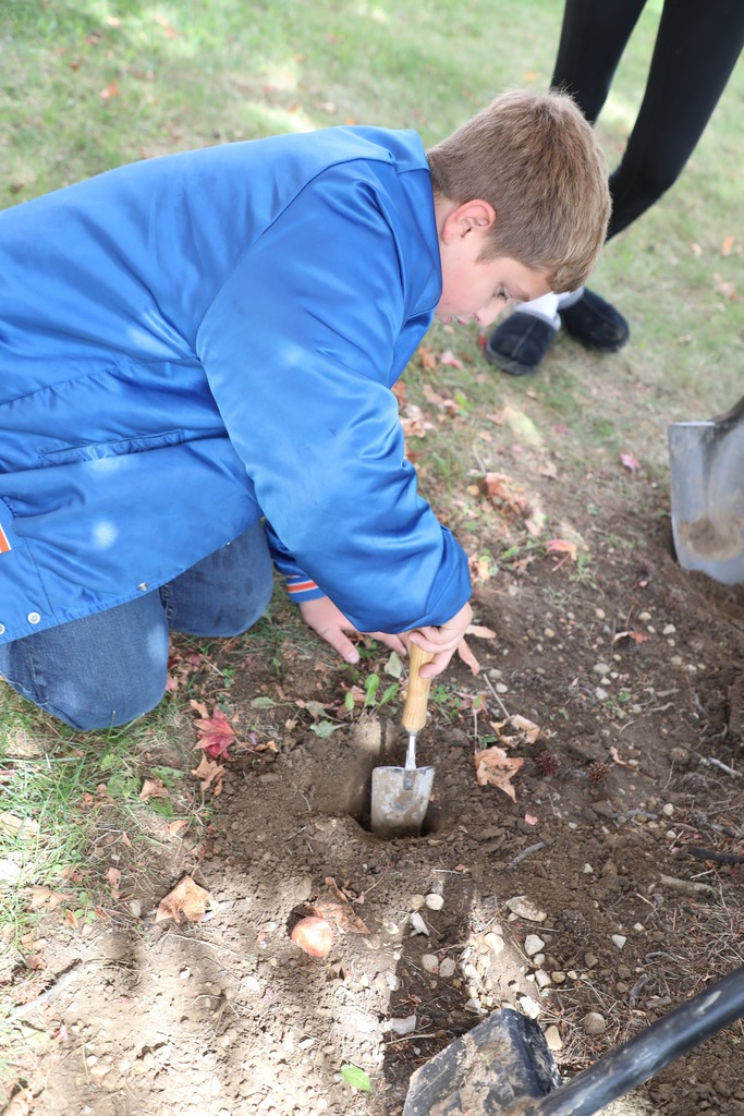 Student planting tulips bulbs