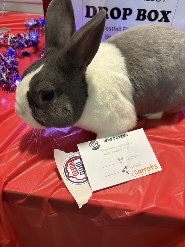 Clara the preschool class bunny with her write in vote for carrots