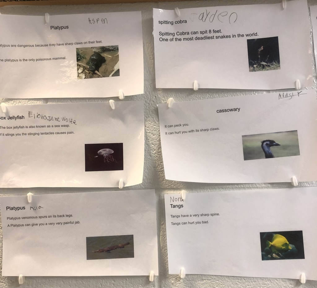 A classroom wall display shows several printed student projects about animals, each page featuring a short description and a small image. The topics include animals like box jellyfish, African buffalo, spitting cobra, blue-ringed octopus, and rhesus monkey. The pages are pinned in rows on a bulletin board, with students’ names handwritten at the top of each sheet.