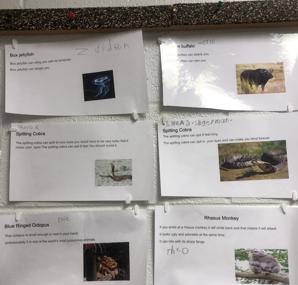 A classroom wall display shows several printed student projects about animals, each page featuring a short description and a small image. The topics include animals like box jellyfish, African buffalo, spitting cobra, blue-ringed octopus, and rhesus monkey. The pages are pinned in rows on a bulletin board, with students’ names handwritten at the top of each sheet.