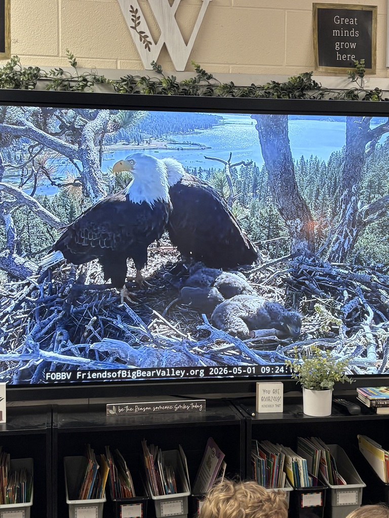 A close-up of a television screen displays a live webcam feed from the Friends of Big Bear Valley, showing two adult bald eagles perched in a large stick nest nestled high in a pine tree. In the center of the nest, several small, grey, fuzzy eaglets are visible huddled together. The background reveals a vast landscape of evergreen forests and a blue lake under a clear sky, with a digital timestamp at the bottom reading May 1, 2026.
